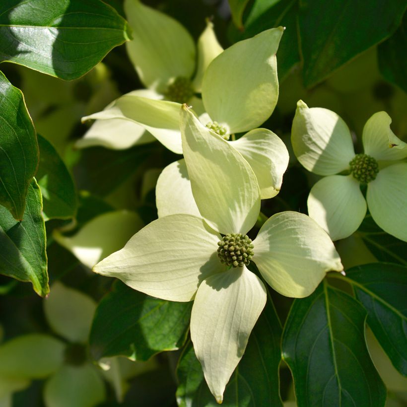 Cornus kousa Robert's Select - Cornouiller du Japon (Floraison)
