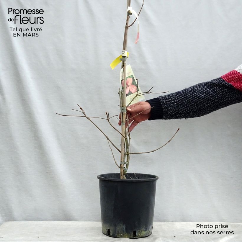 Spécimen de Cornus kousa Rosy Teacups - Cornouiller du Japon Pot de 7,5L/10L tel que livré au printemps