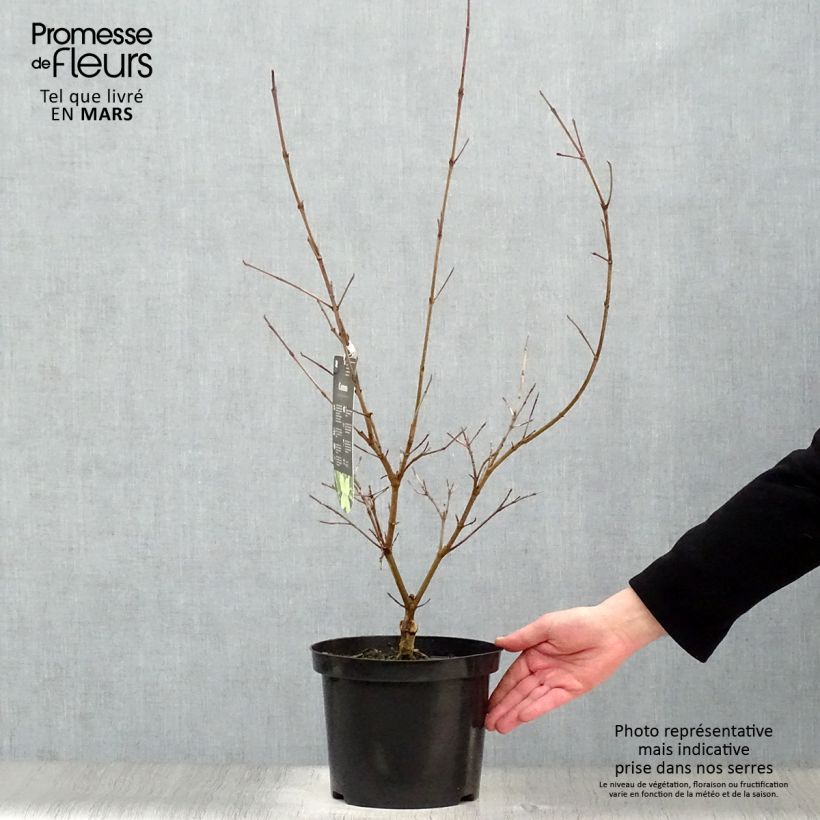 Spécimen de Cornus kousa Samaritan - Cornouiller du Japon panaché Pot de 4L/5L tel que livré au printemps