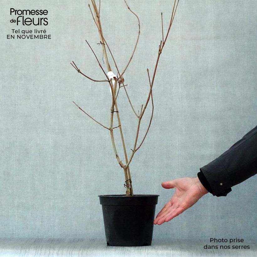 Spécimen de Cornus kousa Satomi - Cornouiller du Japon rose Pot de 4L/5L tel que livré en automne