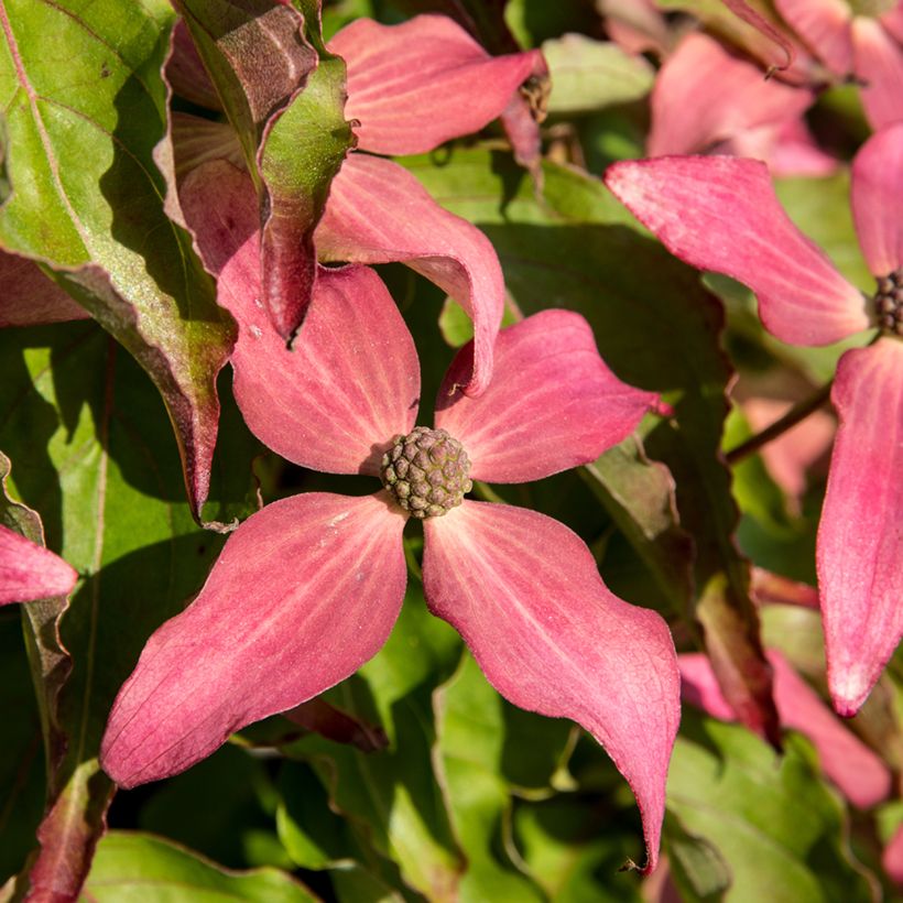Cornus kousa Scarlet Fire - Cornouiller du Japon (Floraison)
