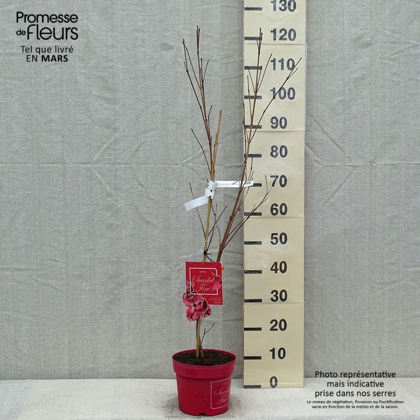 Spécimen de Cornus kousa Scarlet Fire - Cornouiller du Japon tel que livré en hiver