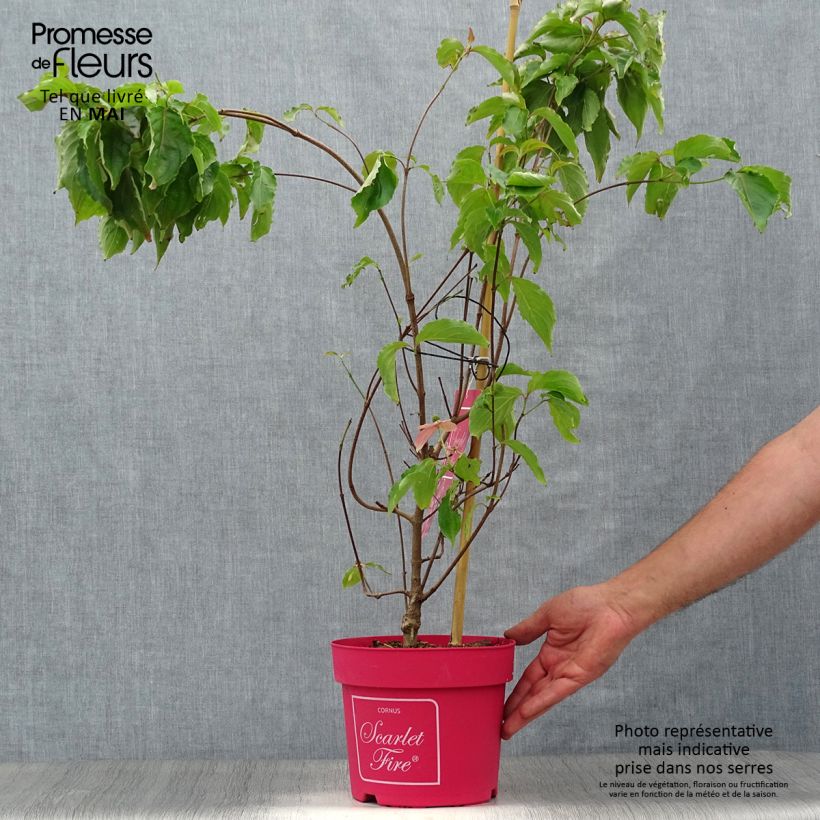 Spécimen de Cornus kousa Scarlet Fire - Cornouiller du Japon Pot de 4L/5LHauteur livrée env. 40/60cm tel que livré au printemps