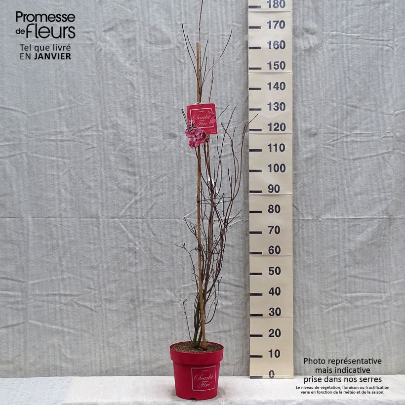 Spécimen de Cornus kousa Scarlet Fire - Cornouiller du Japon tel que livré en hiver