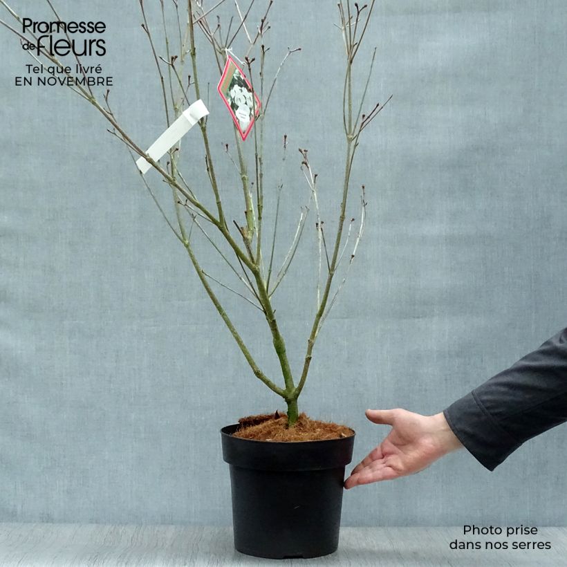 Spécimen de Cornus kousa Teutonia Pot de 4L/5L tel que livré en automne