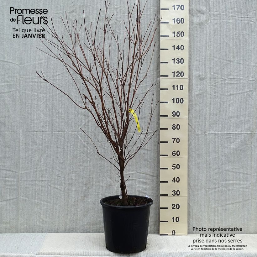Spécimen de Cornus kousa Teutonia Pot de 18L/20L tel que livré en hiver