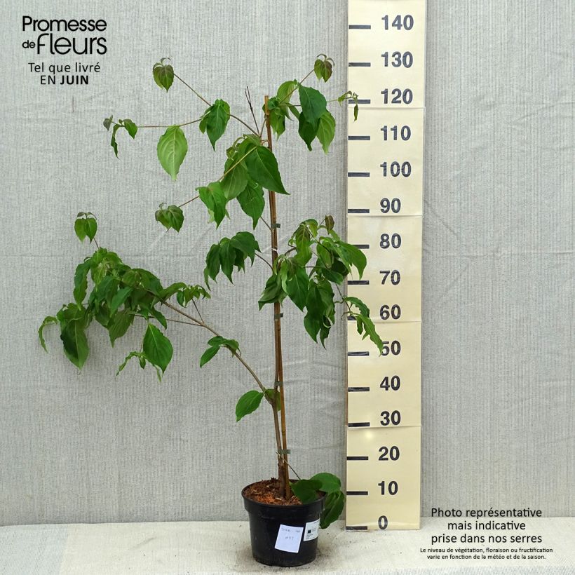 Spécimen de Cornus kousa Teutonia Pot de 4L/5L tel que livré en été