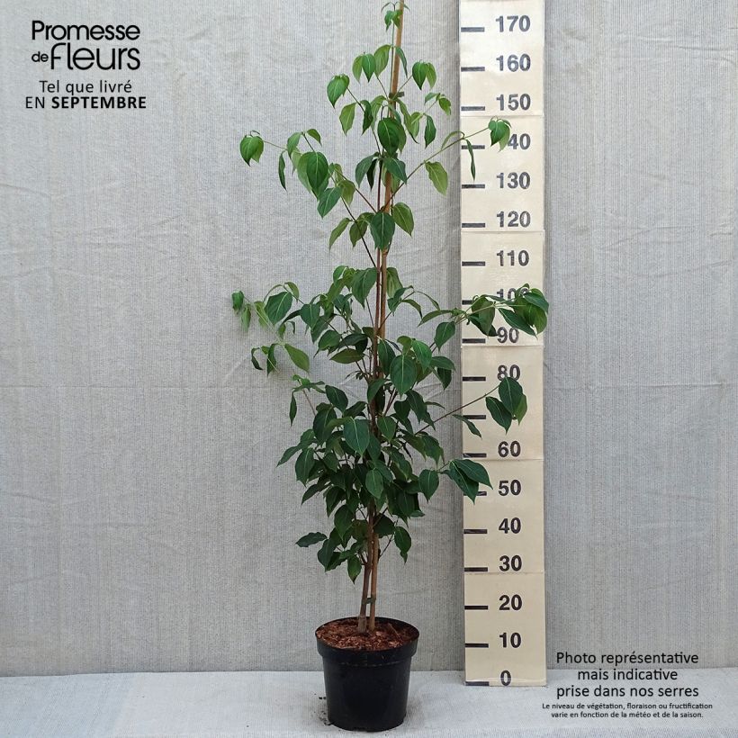 Spécimen de Cornus kousa var. chinensis Great Star - Cornouiller à fleurs Pot de 7,5L/10L tel que livré en été