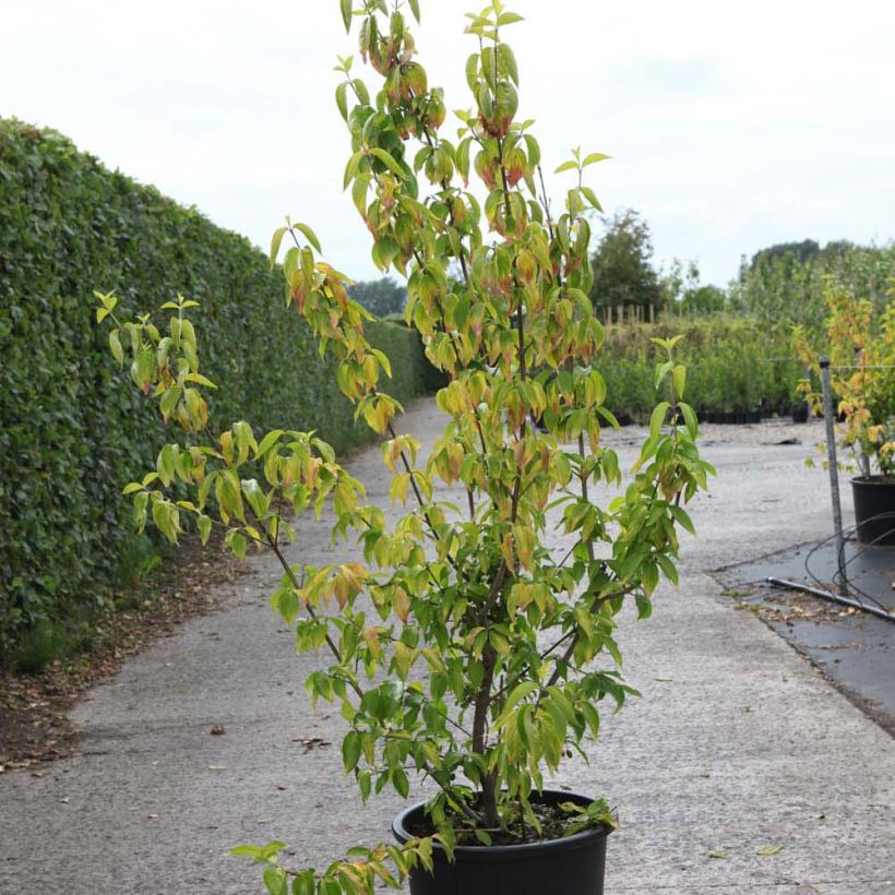 Cornus mas Aurea - Cornouiller mâle (Port)