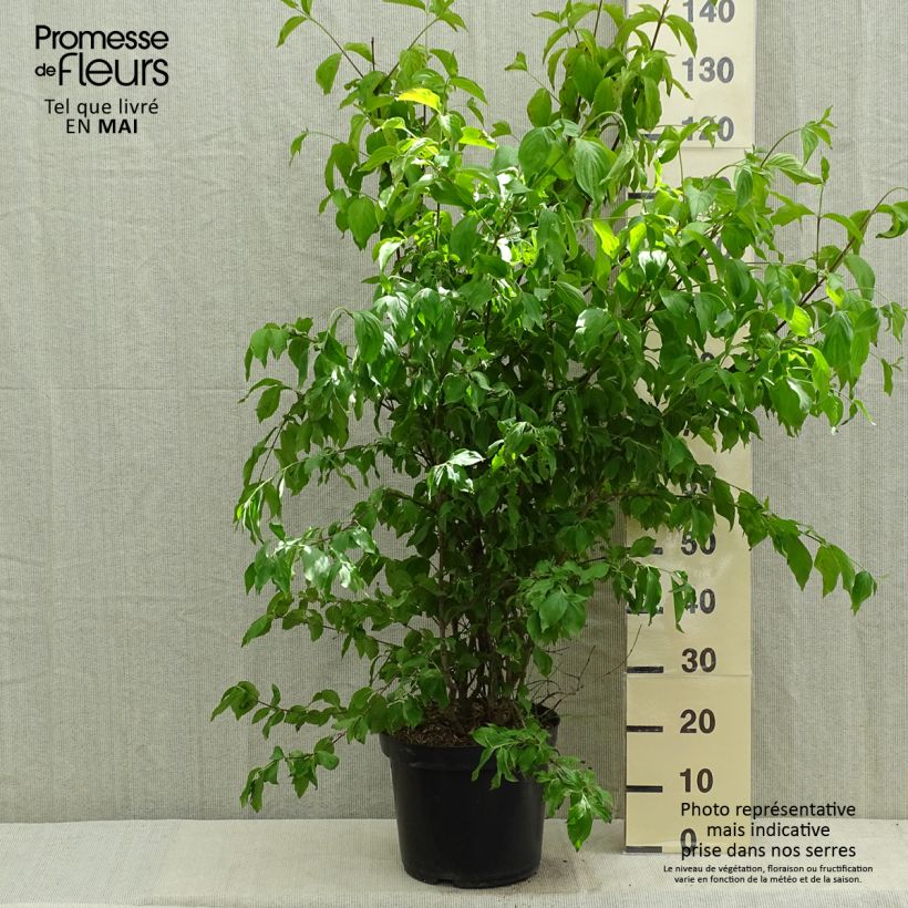 Spécimen de Cornus mas - Cornouiller mâle en pot de 12L/15L tel que livré au printemps