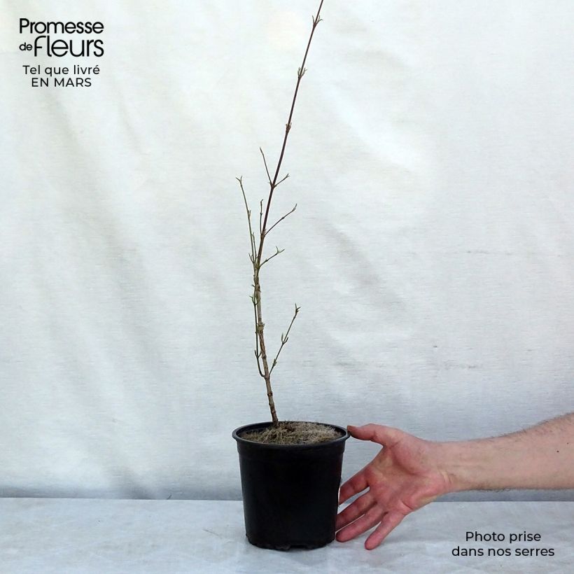 Spécimen de Cornus mas - Cornouiller mâle en pot de 2L/3L tel que livré au printemps