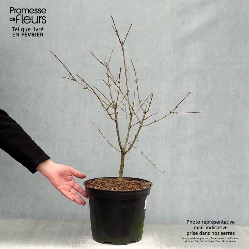 Spécimen de Cornus mas - Cornouiller mâle Pot de 7,5L/10L tel que livré en hiver