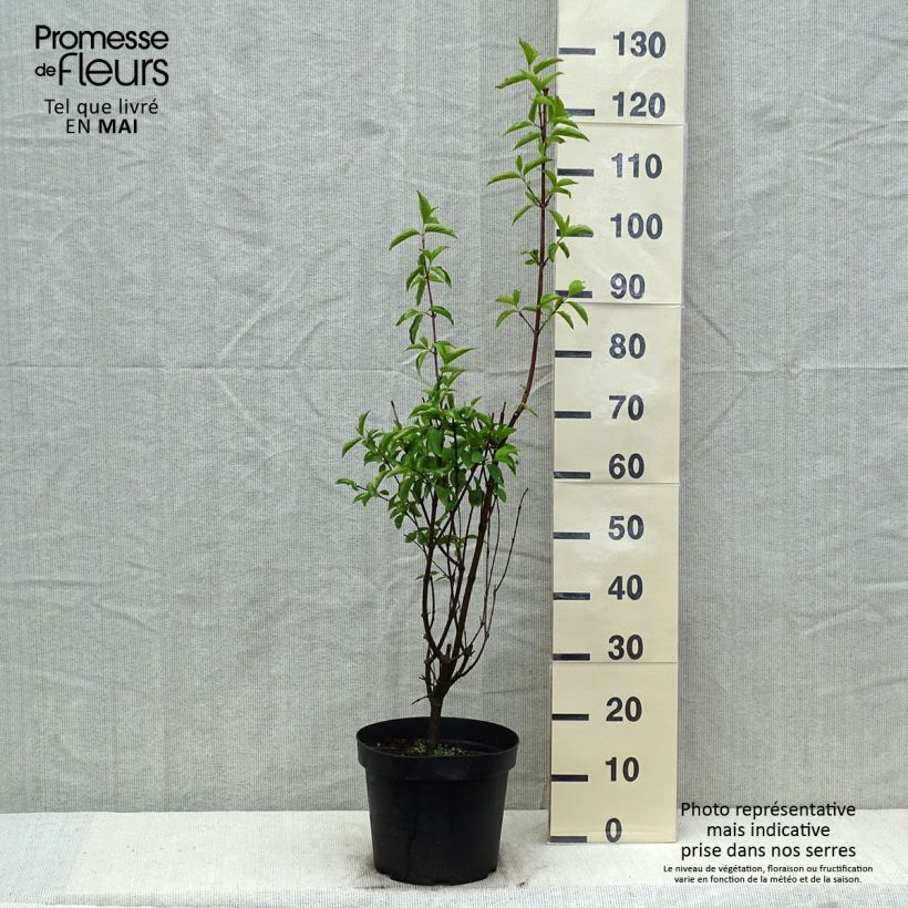 Spécimen de Cornus mas - Cornouiller mâle livré en pot de 7,5L/10L tel que livré au printemps