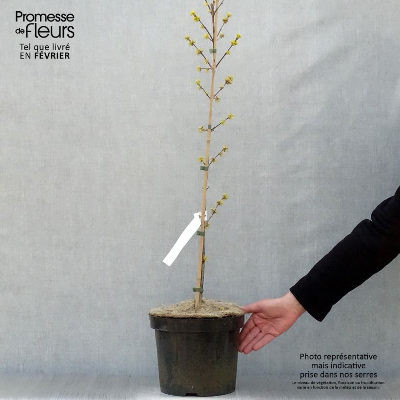 Spécimen de Cornus mas Jolico - Cornouiller mâle tel que livré en hiver