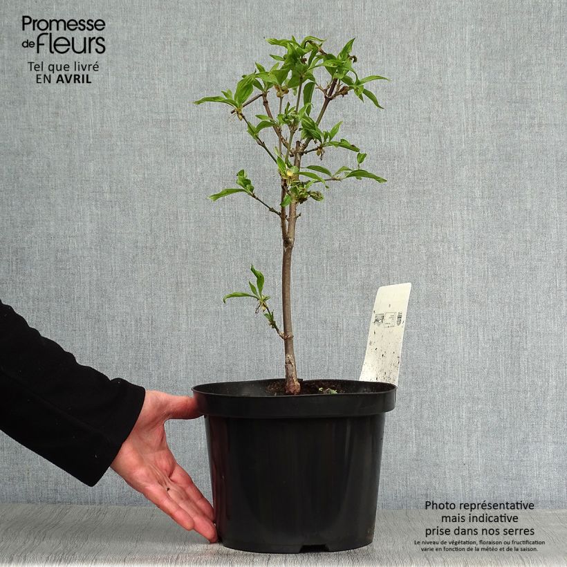 Spécimen de Cornus mas Jolico - Cornouiller mâle Pot de 3L/4L tel que livré au printemps