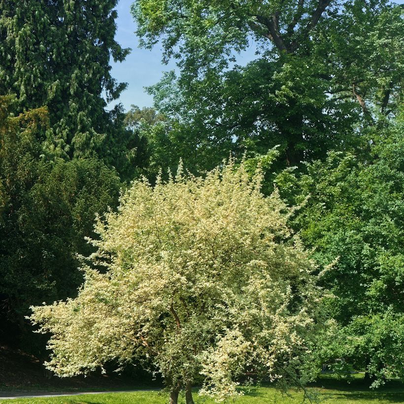 Cornus mas Variegata - Cornouiller mâle panaché (Port)
