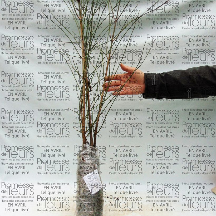 Exemple de spécimen de Cornus mas - Cornouiller mâle en racines nues tel que livré
