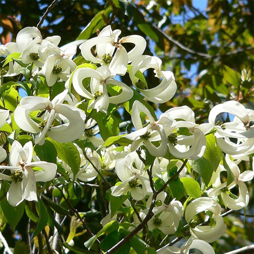 Cornus florida Urbiniana - Cornouiller de Floride (Floraison)