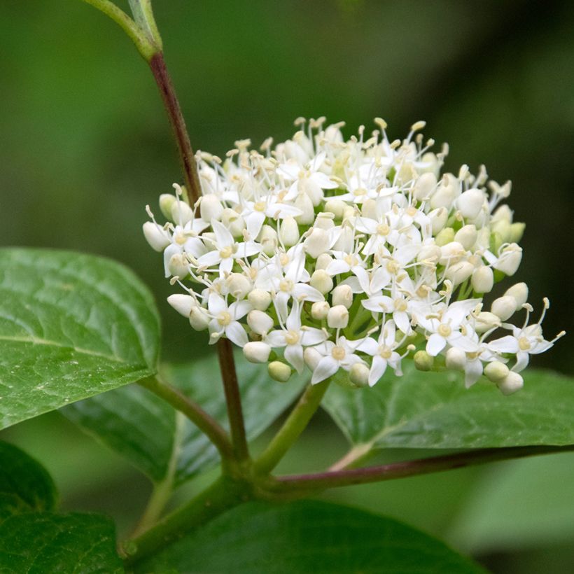 Cornus sanguinea - Cornouiller sanguin (Floraison)