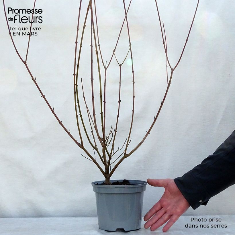 Spécimen de Cornus sanguinea - Cornouiller sanguin Pot de 2L/3L tel que livré au printemps