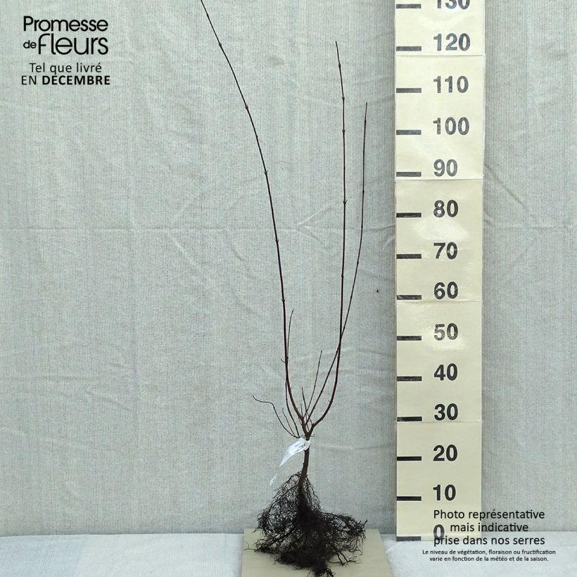 Spécimen de Cornus sanguinea - Cornouiller sanguin tel que livré en hiver