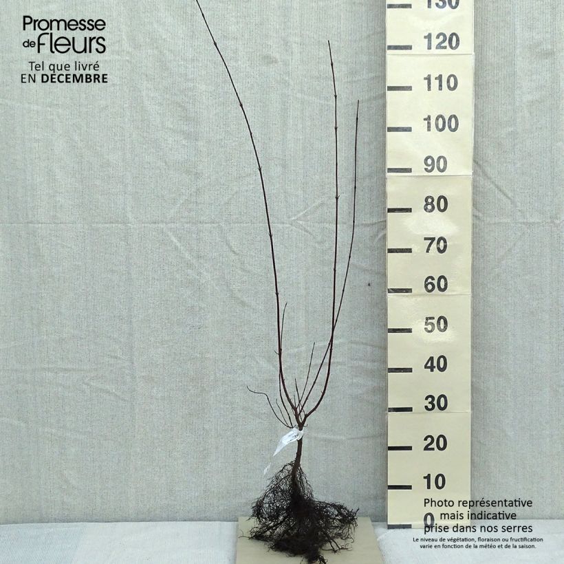 Spécimen de Cornus sanguinea - Cornouiller sanguin Racines nues tel que livré en hiver