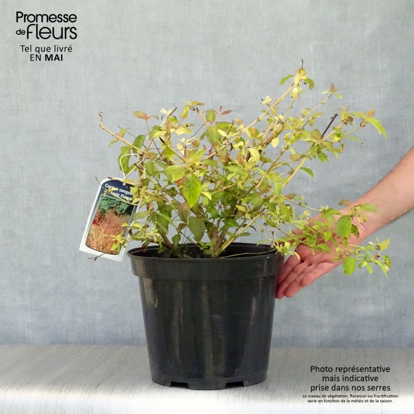 Spécimen de Cornus sanguinea Magic Flame - Cornouiller sanguin Pot de 7,5L/10LHauteur livrée env. 50/60cm tel que livré au printemps