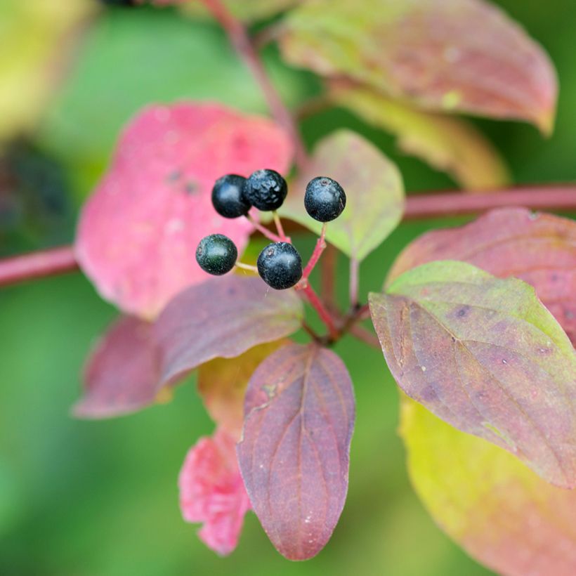 Cornus sanguinea Magic Flame - Cornouiller sanguin (Récolte)