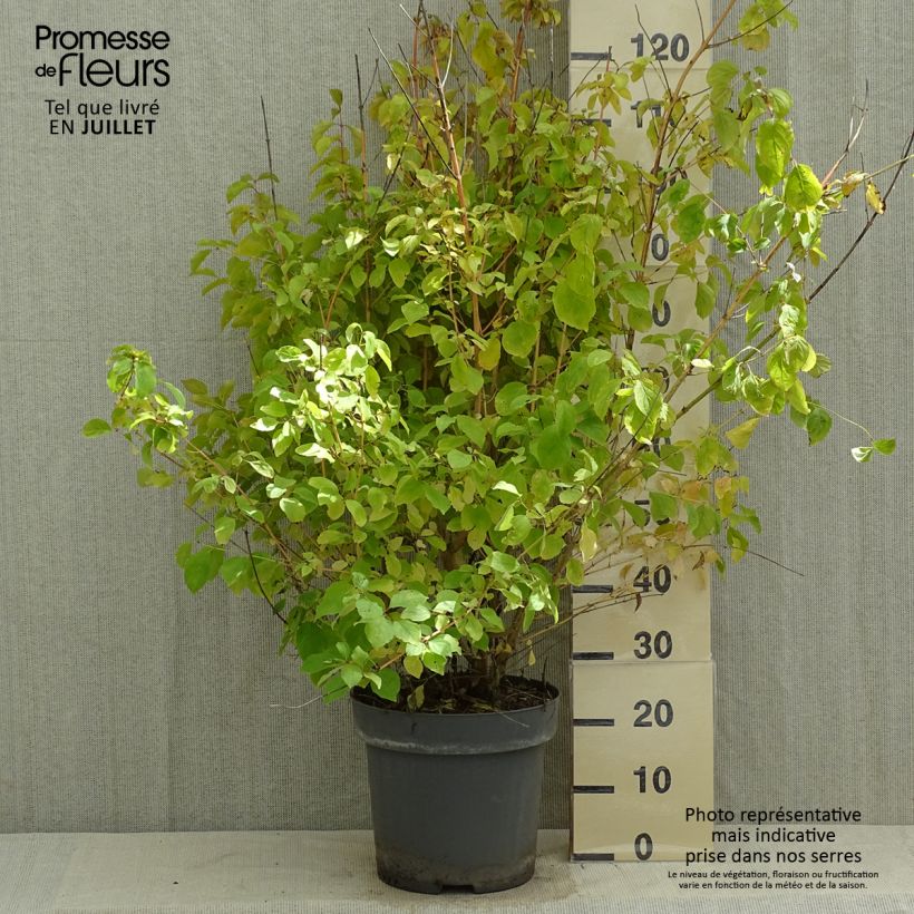 Spécimen de Cornus sanguinea Mid Winter Fire - Cornouiller sanguin Pot de 6L/7L tel que livré en été