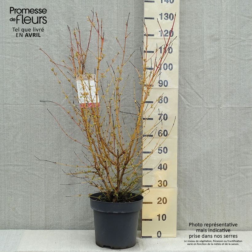Spécimen de Cornus sanguinea Mid Winter Fire - Cornouiller sanguin en pot de 6L/7L tel que livré au printemps