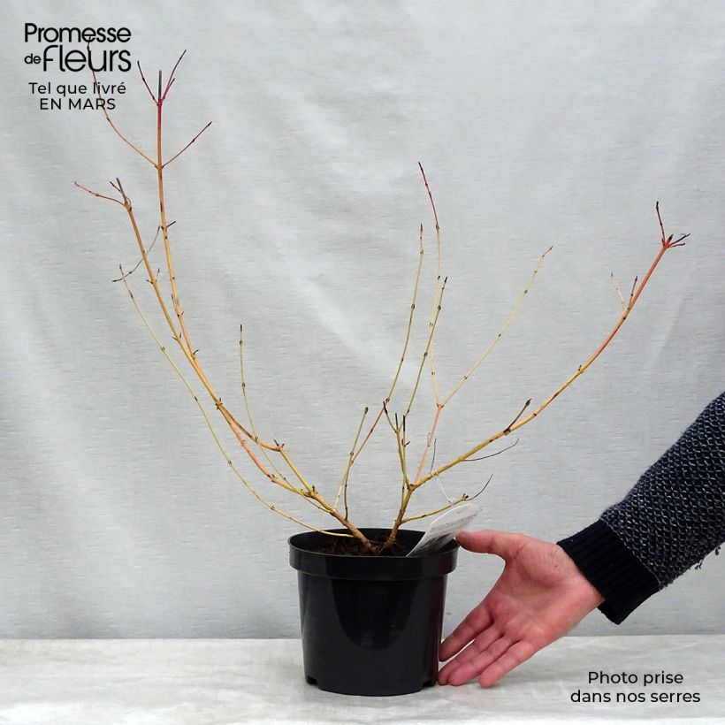 Spécimen de Cornus sanguinea Mid Winter Fire - Cornouiller sanguin en pot de 2/3L tel que livré au printemps