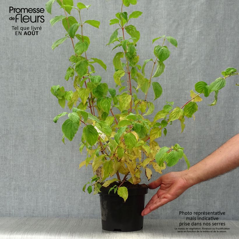Spécimen de Cornus sanguinea Mid Winter Fire - Cornouiller sanguin Pot de 2L/3L tel que livré en été