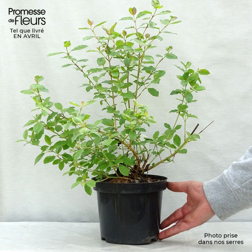 Spécimen de Cornus sanguinea Winter Beauty -Cornouiller sanguin Pot de 2L/3LHauteur livrée env. 30/40cm tel que livré au printemps