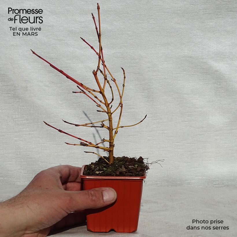 Spécimen de Cornus sanguinea Winter Beauty -Cornouiller sanguin Godet de 8/9 cmHauteur livrée env. 10/15cm tel que livré au printemps