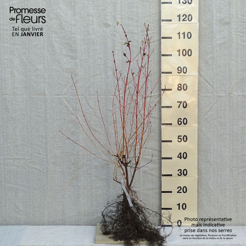 Spécimen de Cornus sanguinea Winter Beauty -Cornouiller sanguin Petites Racines nuesHauteur livrée env. 25/40cm tel que livré en hiver