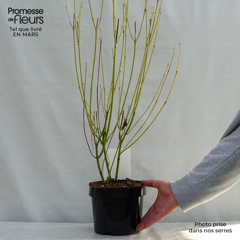 Spécimen de Cornus sericea Budd's Yellow - Cornouiller stolonifère. Pot de 3L/4L tel que livré au printemps
