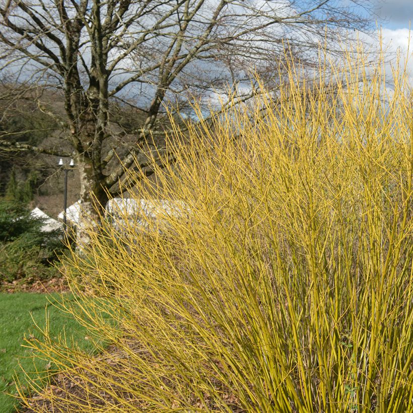 Cornus sericea Budd's Yellow - Cornouiller stolonifère. (Port)