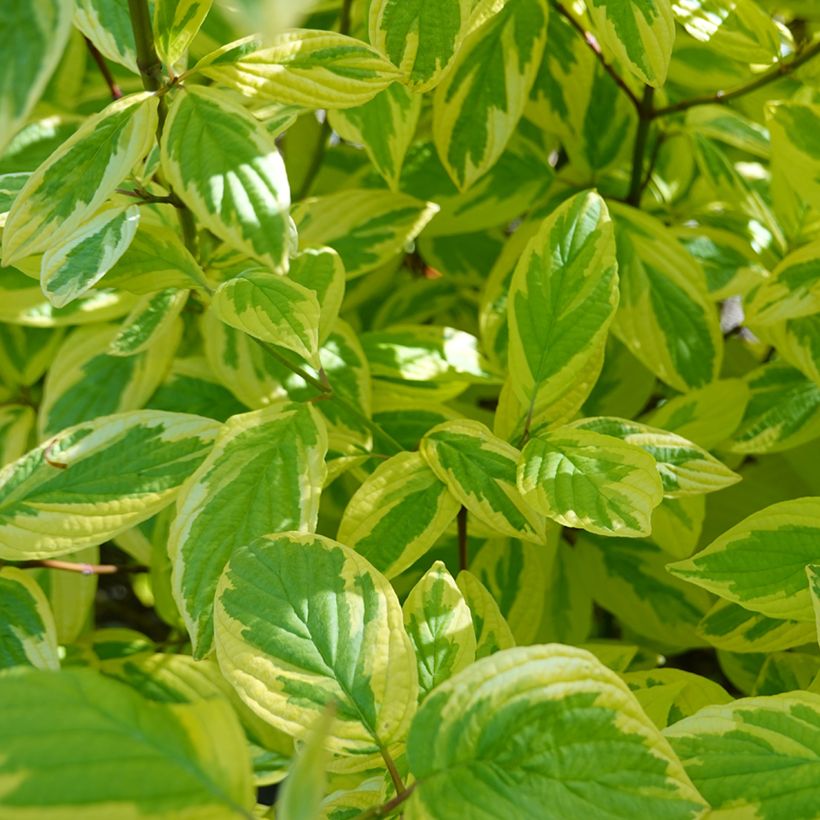 Cornus sericea Hedgerow's Gold - Cornouiller stolonifère (Feuillage)
