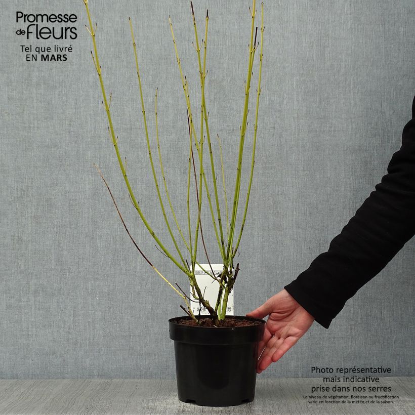 Spécimen de Cornus sericea White Gold - Cornouiller stolonifère tel que livré en hiver