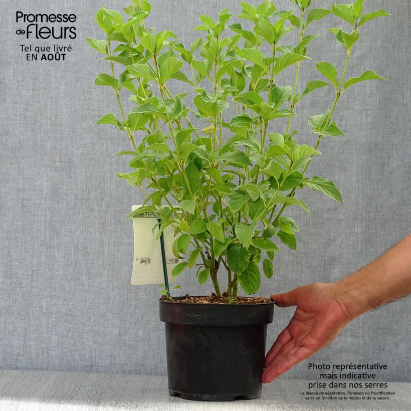 Spécimen de Cornus stolonifera Flaviramea - Cornouiller à bois jaune Pot de 3L/4L tel que livré en été