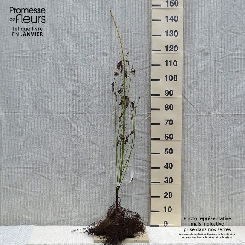 Spécimen de Cornus stolonifera Flaviramea - Cornouiller à bois jaune Petites Racines nuesHauteur livrée env. 60/80cm tel que livré en hiver