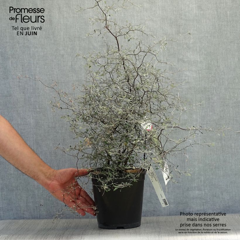 Spécimen de Corokia cotoneaster Little prince - Corokie Pot de 4L/5L tel que livré en été