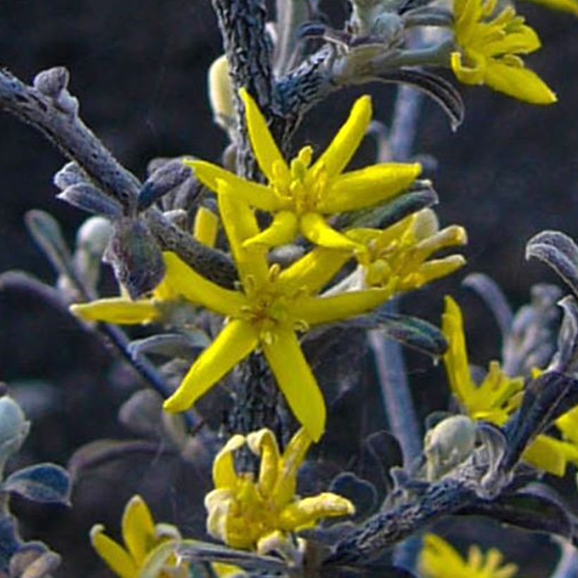 Corokia cotoneaster Little prince - Corokie (Floraison)
