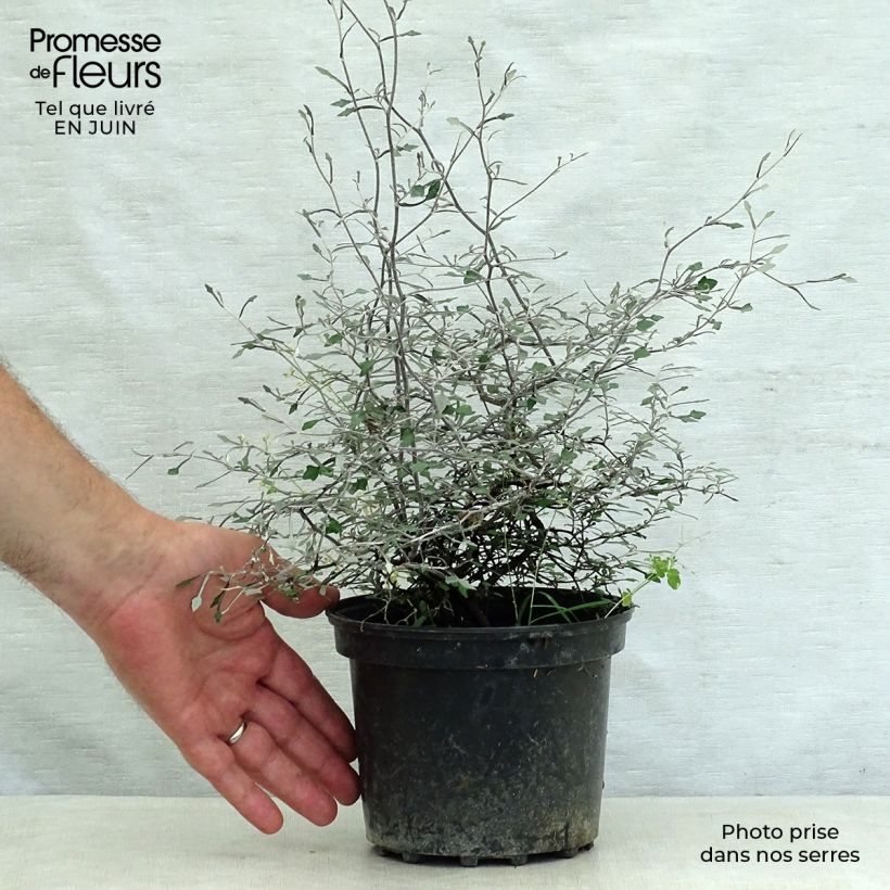 Spécimen de Corokia cotoneaster Pot de 1L/1,5L tel que livré en été