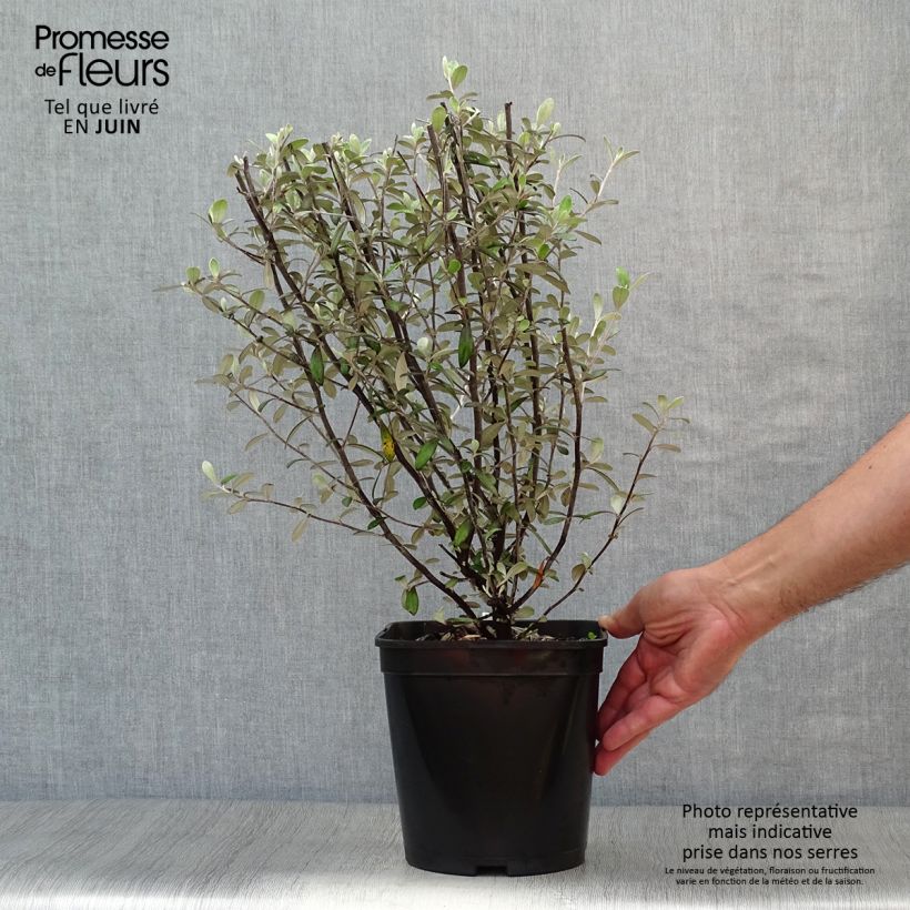 Spécimen de Corokia virgata Frosted chocolate - Corokie Pot de 4L/5L tel que livré en été