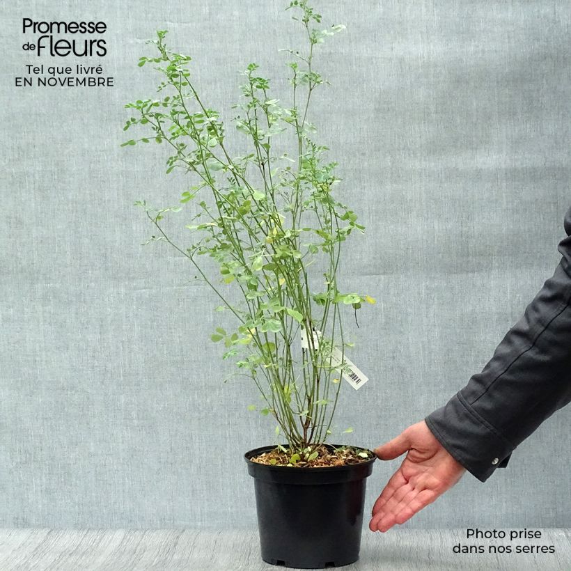 Spécimen de Coronilla valentina Glauca - Coronille glauque Pot de 2L/3L tel que livré en automne