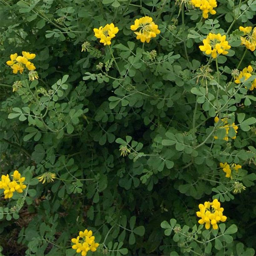 Coronille - Coronilla valentina subsp. glauca Selection (Feuillage)