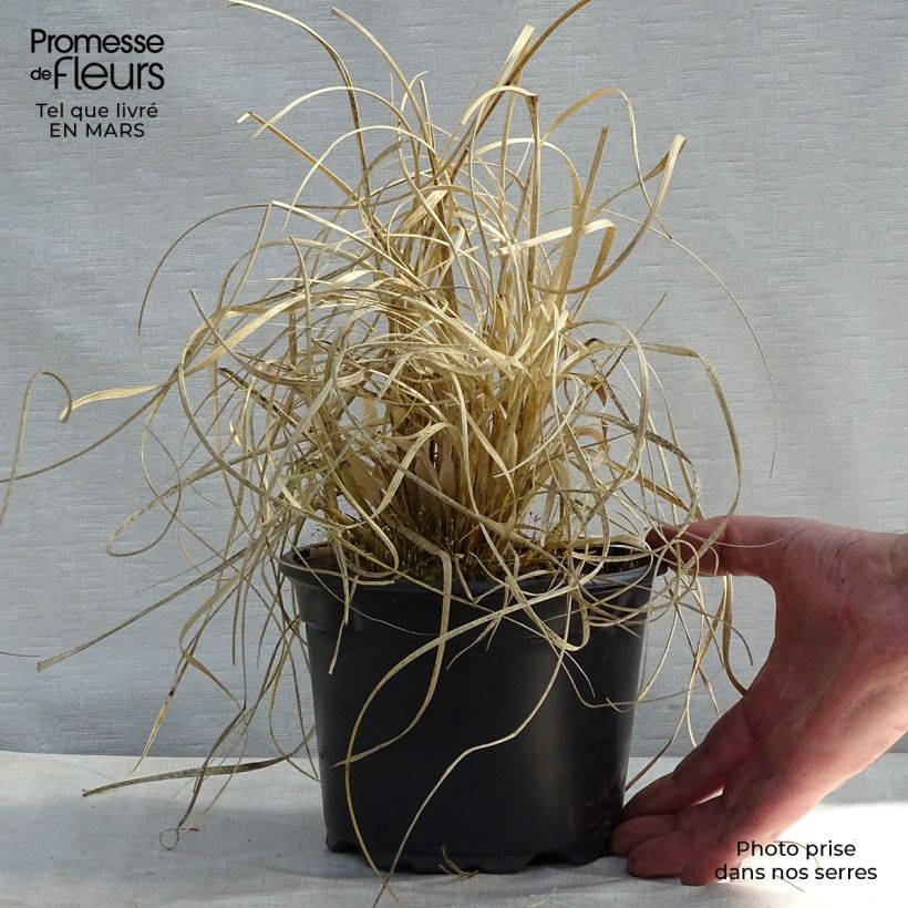 Spécimen de Cortaderia selloana Pumila - Herbe de la Pampa tel que livré en printemps