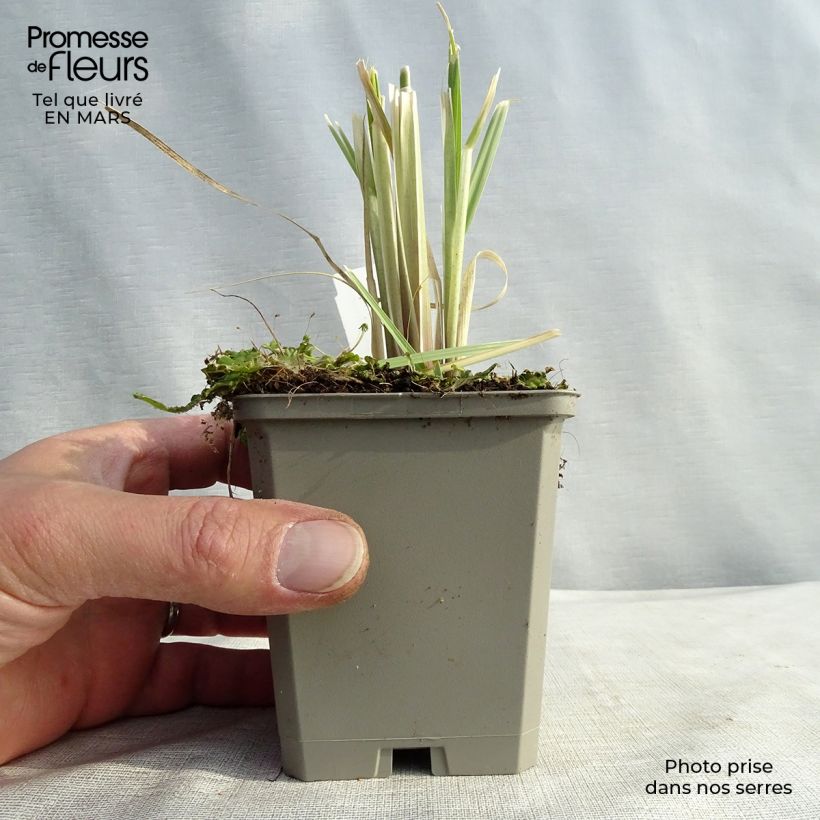 Spécimen de Cortaderia selloana Pumila - Herbe de la Pampa tel que livré en printemps