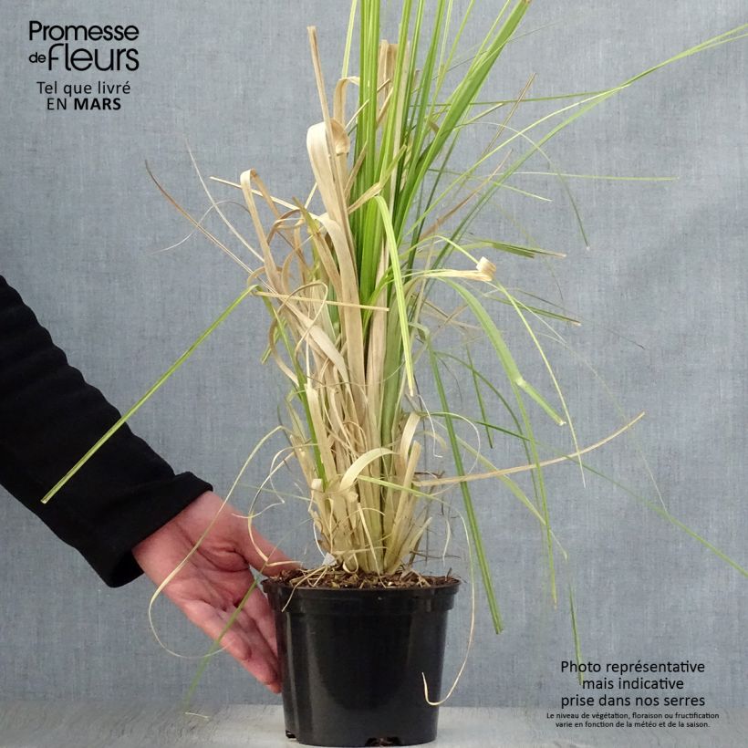 Spécimen de Cortaderia selloana Rosea - Herbe de la Pampa rose tel que livré en printemps